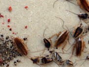 کیڑے مکوڑے مارنے والی کمپنی کی شہریوں کو انوکھی پیشکش