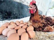 مرغی 6 گھنٹے میں 24 انڈے دے کر اسٹار بن گئی ماہرین حیران