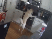 پالتو کتے نے چولہا جلا کر گھر کو نذرِآتش کردیا ویڈیو وائرل