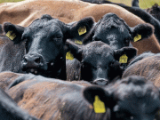 گرمی کی لہر سے کینساس میں ہزاروں مویشی ہلاک