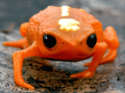 ایک مینڈک جو اچھلنا بھول چکا ہے