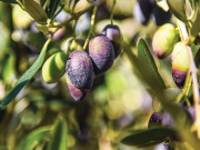 محققین کا زیتون کا درخت 7000 سال قبل اُگائے جانے کا انکشاف