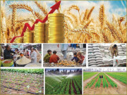 مہنگی ہوتی گندم سستی کیسے کریں