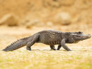 دوکروڑ سال پُرانے دیو ہیکل مگرمچھوں کی اقسام دریافت