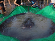 دنیا کی سب سے بڑی دریائی مچھلی