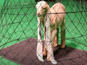 پاکستان میں بکری کے بچے کے 48 سینٹی میٹر لمبے کان