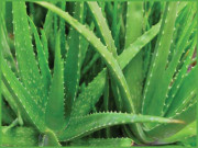 ایلوویرا نہایت مفید اثرات کا حامل پودا