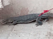 کراچی کی رہائشی عمارت میں داخل ہونے والی ’دیو قامت چھپکلی‘ کو ریسکیو کرلیا گیا