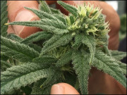 قومی ہیمپ اور بھنگ اتھارٹی بنانے کا اصولی فیصلہ