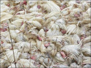 راولپنڈی میں مردہ مرغیوں کا گوشت فروخت کرنے والوں کیخلاف کارروائی