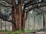 برطانیہ کے 21 لاکھ قدیم درختوں کو ’قومی ورثہ‘ قرار دینے کی مہم جاری