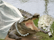 میکسیکو کے ایک میئر نے مادہ مگرمچھ سے شادی کرلی