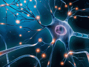 گردن میں ہلکی بجلی کی بدولت فالج زدہ بندر کے بازو میں زندگی لوٹ آئی