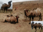 کراچی کی مویشی منڈی میں دو کوہان والے اونٹ خریداروں کی توجہ کا مرکز