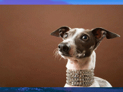 امارات میں کتوں کیلئے سونے اور ہیرے سے سجے کالرز متعارف