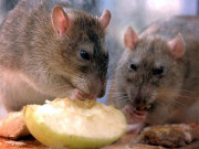 زندہ جانوروں  پر سائنسی تجربات میں اضافہ