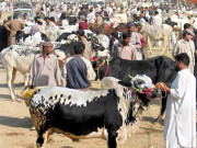 قربانی کے جانور گھروں تک پہنچانے کیلئے فری سروس فراہم کرنے کا اعلان