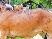 نوسرباز بیوپاری نے لمپی اسکن سے متاثرہ جانور کو کھال پر رنگ کرکے فروخت کردیا