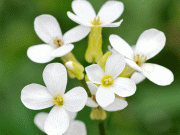 پودوں کو موسمیاتی شدت کے امراض سے بچانے والی ’ایسپرین‘