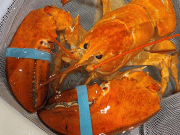 نایاب ترین نارنجی لابسٹر کو گاہک کا نوالہ بننے سے بچالیا گیا