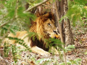 لاہور کے فارم ہاؤس کا شیر دیوار پھلانگ کر گلی میں آگیا، حملے میں 2 بچوں سمیت 3 زخمی