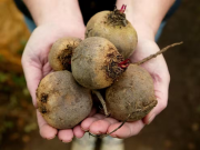 چقندر کا رس ٹائپ 2 ذیابیطس کے مریضوں کے لیے کتنا مؤثر ہوسکتا ہے