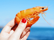 جھینگے کے خول سے مضبوط ترین سیمنٹ بنانے میں کامیابی