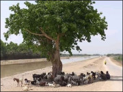 ہر کوئی سایہ شجر مانگے