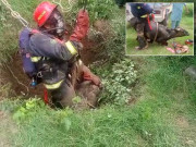 راولپنڈی کنویں میں گرنے والی بھینس کو کئی گھنٹوں بعد باحفاظت نکال لیا گیا