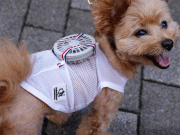 سخت گرمی میں جاپانی عوام پالتو جانوروں کو پنکھے پہنانے لگے