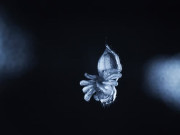 مکڑیاں ممکنہ طور پر انسان کی طرح خواب دیکھ سکتی ہیں تحقیق