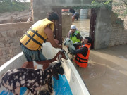 حالیہ بارشوں اور سیلاب سے لائیو اسٹاک کو شدید نقصان