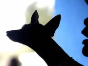 منکی پاکس کا انسانوں سے جانوروں میں منتقلی کا پہلا مصدقہ کیس سامنے آگیا