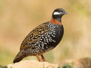 سندھ وائلڈ لائف نے نایاب ترین پرندوں کی اسمگلنگ ناکام بنادی