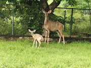 جلو میں نایاب نسل کے اینٹی لوپ جانور کودو کے یہاں نئے مہمان کی آمد