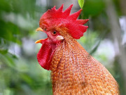 اوکاڑہ: مخالفین نے ذاتی دشمنی پر زہر دے کر 5قیمتی مرغوں کو ہلاک کردیا