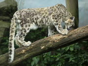 حالیہ سیلابی صورتحال جنگلی حیات شدید نقصان کی زد میں