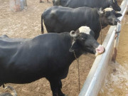 پاکستان اور چین کے درمیان بھینسوں کے کاروبار کو فروغ دینے پر اتفاق