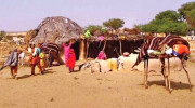 چولستان میں بھی خشک سال  لوگ نقل مکانی کرنے لگے