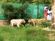 افریقن شیروں کی بہتات پنجاب میں نئی سفاری کا منصوبہ مکمل نہ ہوسکا