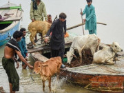 سیلاب متاثرہ علاقوں میں کسان اپنے مویشی انتہائی کم قیمت پر بیچنے پر مجبور