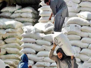 پنجاب سندھ سرکاری گندم مہنگی ہونے سے آٹے کی قیمت میں اضافہ