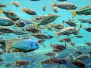 ڈینگی مچھر کا مقابلہ کرنے کے لیے لاکھوں مچھلیوں کی فوج تیار