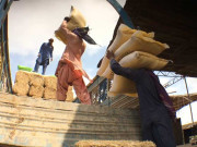 سیلاب سے متاثر ہونے والے مویشیوں کیلیے چارے کے ٹرک روانہ