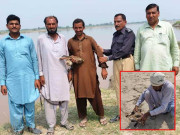 وائلڈ لائف پنجاب کی مبینہ غلفت اور ملی بھگت سے فالکن اور بٹیروں کا شکار عروج پر پہنچ گیا