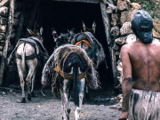 کوئلے کی کانوں میں کام کرنے والے گدھوں کی ابتر حالت زار