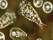 کراچی کے 71 فیصد علاقوں کے پانی میں نیگلیریا کی موجودگی کا انکشاف