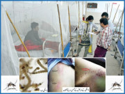 ڈینگی پھر سَر اُٹھانے لگا وارڈ مریضوں سے بھر گئے