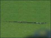 بھارت وجنوبی افریقہ میچ کے دوران میدان میں سانپ گھس آیا