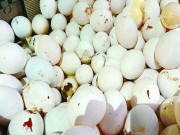 کراچی: سندھ فوڈ اتھارٹی نے بیکری سے 1500 خراب انڈے ضبط کرلیے